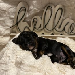 Cavalier King Charles Spaniel Puppies from Cassie’s Cavaliers