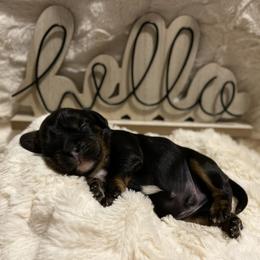 Cavalier King Charles Spaniel Puppies from Cassie’s Cavaliers
