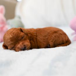 Blossom - Red female Cavapoo puppy in Shelley, Idaho from Grace's Puppies