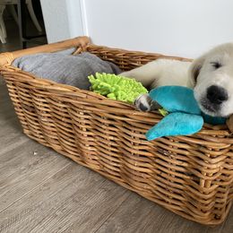 Golden Retriever Puppies from Dani’s Dawgs