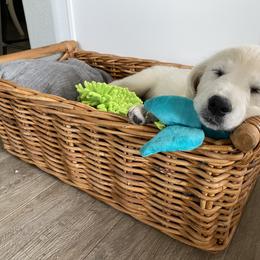 Golden Retriever Puppies from Dani’s Dawgs