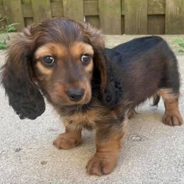 Dachshunds from RGZ Doxies