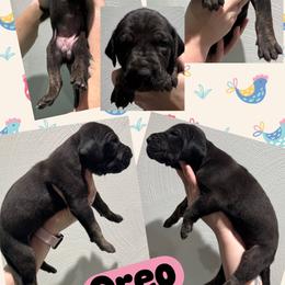 Oreo - Black female Great Dane puppy in Wellsville, New York from Prophecy Danes