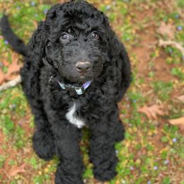Goldendoodles from Onley Doodles