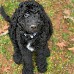 Goldendoodles from Onley Doodles