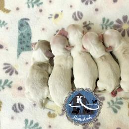 Delaney - Cream female Dachshund puppy in Clearlake Oaks, California from K’s Homestead