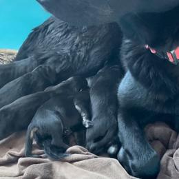 German Shepherd puppies from Copper Hill German Shepherds