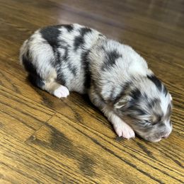 Boy 3 - Blue merle Australian Shepherd puppy in Chino, California from RanchLand Aussies HC