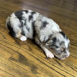 Boy 3 - Blue merle Australian Shepherd puppy in Chino, California from RanchLand Aussies HC