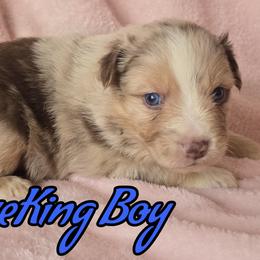 Mouse King - Red merle male Australian Shepherd puppy in Albion, Michigan from Northern Lights Aussies (NL Aussies)