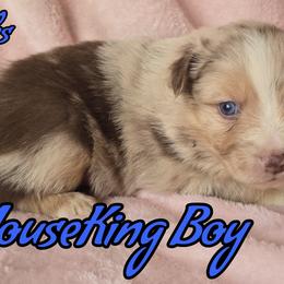 Mouse King - Red merle male Australian Shepherd puppy in Albion, Michigan from Northern Lights Aussies (NL Aussies)