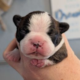 Brindle boy 4 - Brindle and white male Boston Terrier puppy in Oak Hills, California from All American Boston Terriers