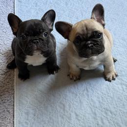 American Bully and French Bulldog Puppies from Bolt Action Kennel