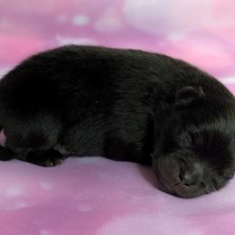 Bryson - Black and tan male Pomeranian puppy in Fultonville, New York from Sandy Aussies & Pomeranians