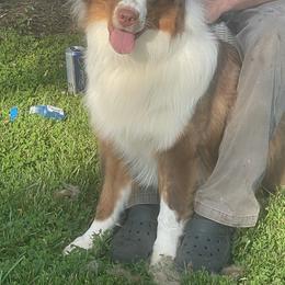 Australian Shepherd Puppies from Shadowood Australian Shepherds