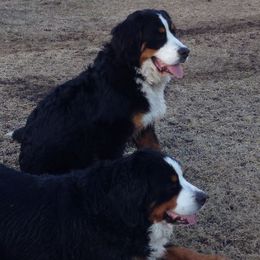 Bernese Mountain Dogs from Willow Creek Bernese Mountain Dogs