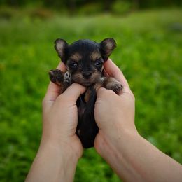 Companion Cross, Havanese, Mal-Shi, Maltese, Maltipoo, Morkie, and Shih Tzu Puppies from Seeking Shalom Acres Maltese, Maltipoos & Havamalts