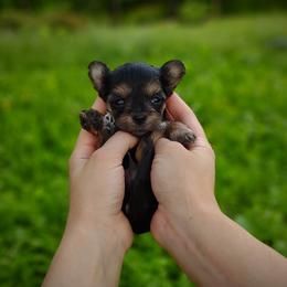 Companion Cross, Havanese, Mal-Shi, Maltese, Maltipoo, Morkie, and Shih Tzu Puppies from Seeking Shalom Acres Maltese, Maltipoos & Havamalts