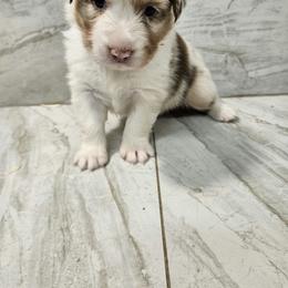 Ellas Maeli purple - Red merle female Australian Shepherd puppy in Arbela, Missouri from County Line Aussies