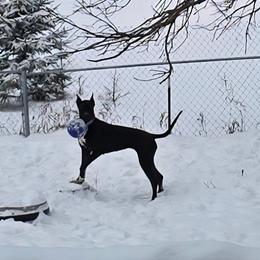Vixen - Great Dane