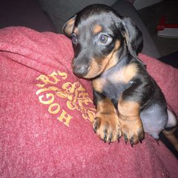 Dachshund Puppies from Phillian Family Mini Dachshunds