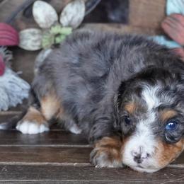 Boy 5 - Blue merle male Aussiedoodle puppy in Lawton, Oklahoma from Lindsey’s Aussies