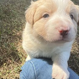 Boy 3 - White and gold male Border Collie puppy in Graceville, Florida from Fire N Arrows Border Collies
