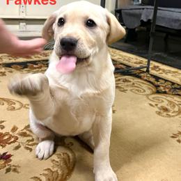 Fawkes - Labrador Retriever puppy from Blue Ridge Canine