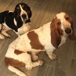 Basset Hounds from Walker Bassets
