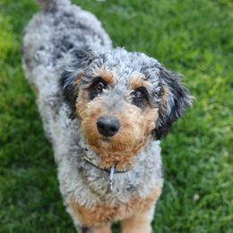 Mollie - Aussiedoodle