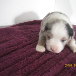 Blue female 1 - Dilute blue female Australian Shepherd puppy in Cynthiana, Kentucky from Mike's Mini Australian Pups