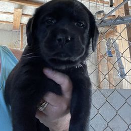 Labrador Retriever Puppies from Rosewood Retrievers Inc