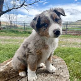 Apollo - Blue merle male Australian Shepherd puppy in Preston, Idaho from KC Bar Ranch Aussies