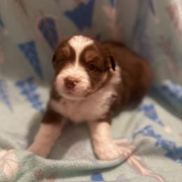 Aura - Red tri-color female Miniature American Shepherd puppy in Plant City, Florida from Osborne & Stormborn FL Kennels