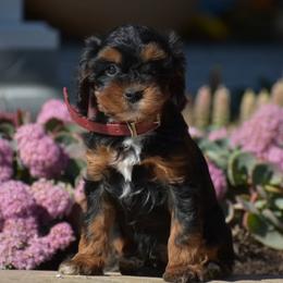 Aaron - Black and tan male Cavapoo puppy in Gap, Pennsylvania from Country View Puppies ( License 18816)