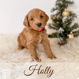 Holly - Red  female Goldendoodle puppy in Melba, Idaho from KZ Doodles