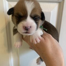 Snowflake - Red male Pembroke Welsh Corgi puppy in Cumming, Georgia from Carter’s Corgis LLC