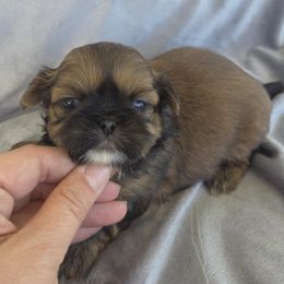 Flash - Gold male Shih Tzu puppy in Waynesboro, Pennsylvania from Big Win Shih Tzus