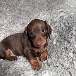 Reema - Chocolate and tan female Dachshund puppy in Petersburg, Virginia from Doting on Dachshunds