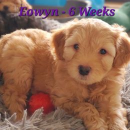 Aussiedoodle and Bernedoodle Puppies from Color Country Doodles