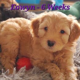 Aussiedoodle and Bernedoodle Puppies from Color Country Doodles