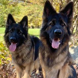 German Shepherds from Granite State K9 / Vom Jaren Haus Kennel