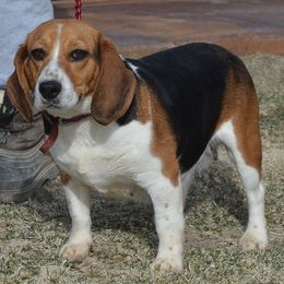 Beagle and Labrador Retriever All Grown Up from Badland Kennel