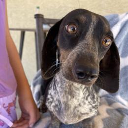 Jazz - Dachshund