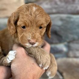Ginger - Golden female Cockapoo puppy in Payson, Utah from Crandall’s Doodle Barn