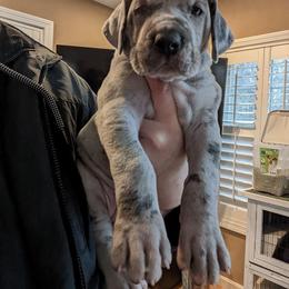 Great Dane Puppies from Split Rock Danes
