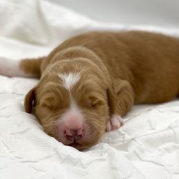 Goldendoodle Puppies from Cane Creek Goldendoodles