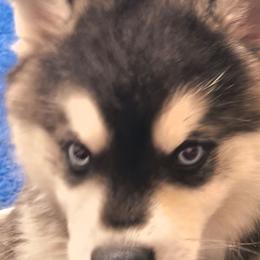 Nook - Alaskan Klee Kai