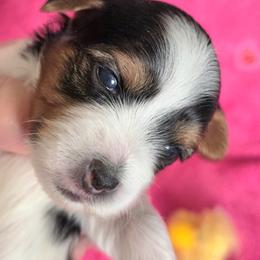 Kimber - Black tan and white female Biewer Terrier puppy in Brilliant, Ohio from ORBiT Ohio River Biewer Terriers