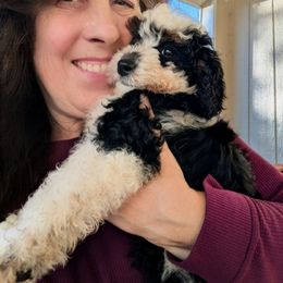 Beatrice - Tri-color female Bernedoodle puppy in Placerville, California from Quartz Mountain Doodles